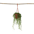 PLANT IN A BOX - Plante collier de perles - Senecio rowleyanus - Hauteur 10-20cm - ⌀12cm - vignette