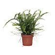 PLANT IN A BOX - Fougère de Duff - Nephrolepis 'Duffii' - Hauteur 25-40cm - ⌀12cm - vignette