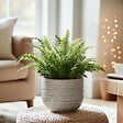 PLANT IN A BOX - Fougère de Duff - Nephrolepis 'Duffii' - Hauteur 25-40cm - ⌀12cm - vignette