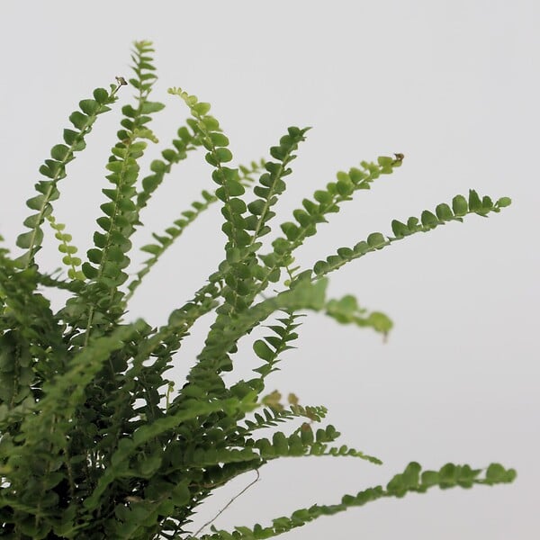 PLANT IN A BOX - Fougère de Duff - Nephrolepis 'Duffii' - Hauteur 25-40cm - ⌀12cm - large