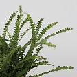 PLANT IN A BOX - Fougère de Duff - Nephrolepis 'Duffii' - Hauteur 25-40cm - ⌀12cm - vignette
