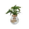 PLANT IN A BOX - Plante à trous - Monstera adansonii 'Monkey Mask' - Hauteur 25-35cm - ⌀20cm - vignette