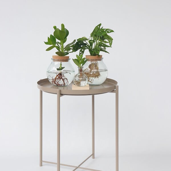 PLANT IN A BOX - Plante à trous - Monstera adansonii 'Monkey Mask' - Hauteur 25-35cm - ⌀20cm - large