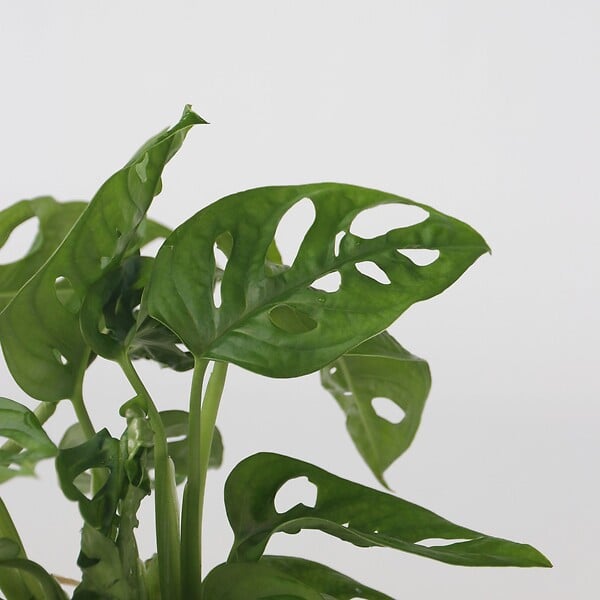 PLANT IN A BOX - Plante à trous - Monstera adansonii 'Monkey Mask' - Hauteur 25-35cm - ⌀20cm - large