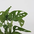 PLANT IN A BOX - Plante à trous - Monstera adansonii 'Monkey Mask' - Hauteur 25-35cm - ⌀20cm - vignette