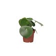 PLANT IN A BOX - Pépéromie - Peperomia polybotrya - Hauteur 20-30cm - ⌀12cm - vignette