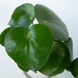 PLANT IN A BOX - Pépéromie - Peperomia polybotrya - Hauteur 20-30cm - ⌀12cm - vignette