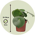 PLANT IN A BOX - Pépéromie - Peperomia polybotrya - Hauteur 20-30cm - ⌀12cm - vignette