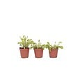 PLANT IN A BOX - Vénus attrape-mouches - Set de 3 - Dionaea muscipula - Hauteur 5-15cm - ⌀5,5cm - vignette