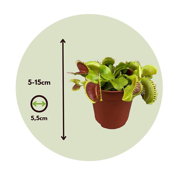 PLANT IN A BOX - Vénus attrape-mouches - Set de 3 - Dionaea muscipula - Hauteur 5-15cm - ⌀5,5cm - large
