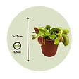 PLANT IN A BOX - Vénus attrape-mouches - Set de 3 - Dionaea muscipula - Hauteur 5-15cm - ⌀5,5cm - vignette