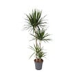 PLANT IN A BOX - Dragonnier - Dracaena marginata - Hauteur 150-160cm - ⌀27cm - vignette