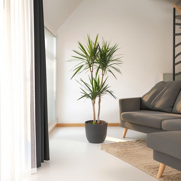 PLANT IN A BOX - Dragonnier - Dracaena marginata - Hauteur 150-160cm - ⌀27cm - large