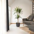 PLANT IN A BOX - Dragonnier - Dracaena marginata - Hauteur 150-160cm - ⌀27cm - vignette