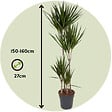 PLANT IN A BOX - Dragonnier - Dracaena marginata - Hauteur 150-160cm - ⌀27cm - vignette