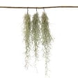 PLANT IN A BOX - Mousse espagnole - Set de 3 - Tillandsia usneoides - Hauteur 25-40cm - ⌀5cm - vignette