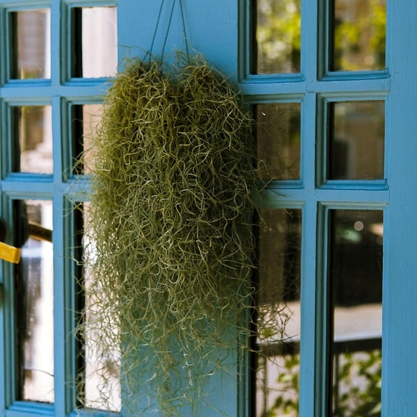 PLANT IN A BOX - Mousse espagnole - Set de 3 - Tillandsia usneoides - Hauteur 25-40cm - ⌀5cm - large