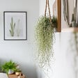 PLANT IN A BOX - Mousse espagnole - Set de 3 - Tillandsia usneoides - Hauteur 25-40cm - ⌀5cm - vignette