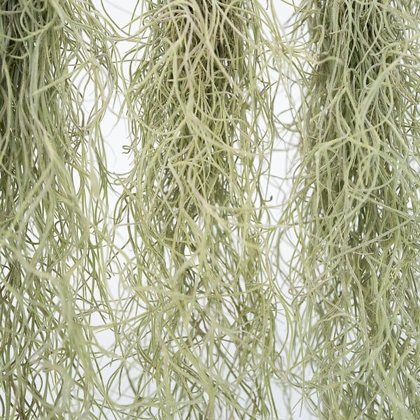 PLANT IN A BOX - Mousse espagnole - Set de 3 - Tillandsia usneoides - Hauteur 25-40cm - ⌀5cm - large