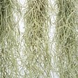 PLANT IN A BOX - Mousse espagnole - Set de 3 - Tillandsia usneoides - Hauteur 25-40cm - ⌀5cm - vignette
