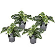 PLANT IN A BOX - Plante à feuilles panachées - Set de 4 - Aphelandra botanica - H25-45cm - ⌀13cm - vignette