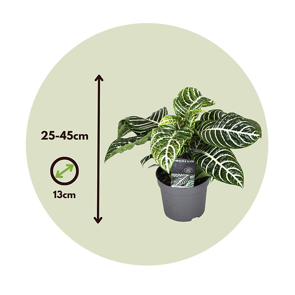 PLANT IN A BOX - Plante à feuilles panachées - Set de 4 - Aphelandra botanica - H25-45cm - ⌀13cm - large