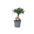 PLANT IN A BOX - Bonsaï - Ficus microcarpa - Hauteur 30-40cm - ⌀12cm - vignette