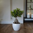PLANT IN A BOX - Bonsaï - Ficus microcarpa - Hauteur 30-40cm - ⌀12cm - vignette