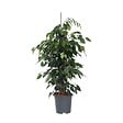 PLANT IN A BOX - Ficus pleureur - Ficus benjamina 'Danielle' - Hauteur 100-110cm - ⌀21cm - vignette