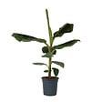PLANT IN A BOX - Bananaier nain - Musa 'Dwarf Cavendish' - Hauteur 90-100cm - ⌀21cm - vignette