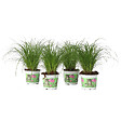 PLANT IN A BOX - Herbe à chat - Set de 4 - Cyperus zumula - Hauteur 30-40cm - ⌀12cm - vignette