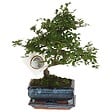 PLANT IN A BOX - Bonsaï - Zelkova serrata - Hauteur 20-25cm - ⌀15cm - vignette