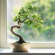 PLANT IN A BOX - Bonsaï - Zelkova serrata - Hauteur 20-25cm - ⌀15cm - vignette