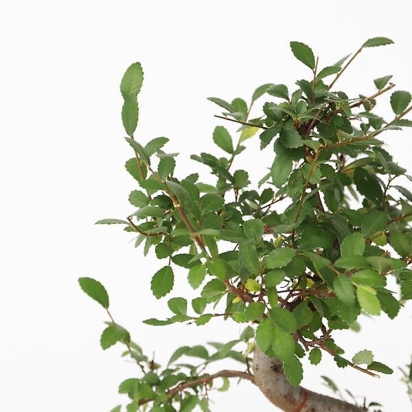 PLANT IN A BOX - Bonsaï - Zelkova serrata - Hauteur 20-25cm - ⌀15cm - large