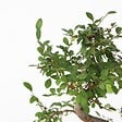 PLANT IN A BOX - Bonsaï - Zelkova serrata - Hauteur 20-25cm - ⌀15cm - vignette