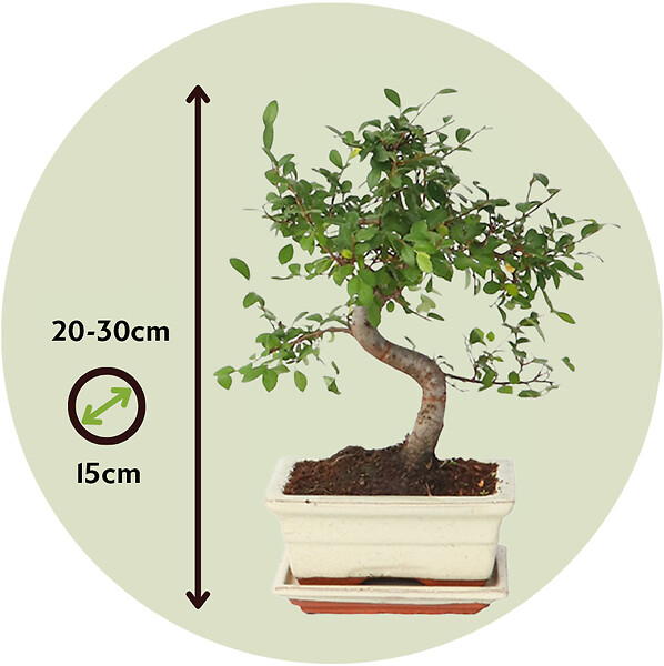 PLANT IN A BOX - Bonsaï - Zelkova serrata - Hauteur 20-25cm - ⌀15cm - large