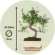 PLANT IN A BOX - Bonsaï - Zelkova serrata - Hauteur 20-25cm - ⌀15cm - vignette