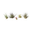 PLANT IN A BOX - Plante aérienne - Set de 6 - Tillandsia - Hauteur 5-15cm - ⌀5cm - vignette