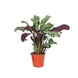 PLANT IN A BOX - Plante Dormeuse - Ctenanthe 'burle-marxii' - Hauteur 25-40cm - ⌀12cm - vignette