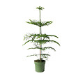 PLANT IN A BOX - Pin de Norfolk - Araucaria heterophylla - Hauteur 70-80cm - ⌀21cm - vignette