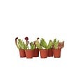 PLANT IN A BOX - Sarracénie pourpre - Set de 6 - Sarracenia purpurea - Hauteur 10cm - ⌀5,5cm - vignette