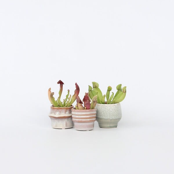 PLANT IN A BOX - Sarracénie pourpre - Set de 6 - Sarracenia purpurea - Hauteur 10cm - ⌀5,5cm - large