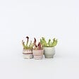 PLANT IN A BOX - Sarracénie pourpre - Set de 6 - Sarracenia purpurea - Hauteur 10cm - ⌀5,5cm - vignette