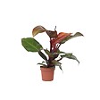 PLANT IN A BOX - Plante verte - Philodendron 'Sun Light' - Hauteur 20-30cm - ⌀12cm - vignette
