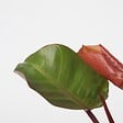 PLANT IN A BOX - Plante verte - Philodendron 'Sun Light' - Hauteur 20-30cm - ⌀12cm - vignette