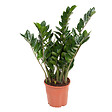 PLANT IN A BOX - Plante ZZ - Zamioculcas Emerald - Hauteur 70-80cm - ⌀21cm - vignette
