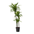PLANT IN A BOX - Dragonnier - Dracaena 'Lemon Lime' - Hauteur 130-140cm - ⌀24cm - vignette