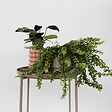 PLANT IN A BOX - Plante rouge à lèvres - Set de 2 - Aeschynanthus pulcher - H20-30cm - ⌀15cm - vignette