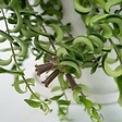 PLANT IN A BOX - Plante rouge à lèvres - Set de 2 - Aeschynanthus pulcher - H20-30cm - ⌀15cm - vignette