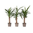 PLANT IN A BOX - Pied d'éléphant - Set de 3 - Yucca elephantipes - Hauteur 50-60cm - ⌀14cm - vignette